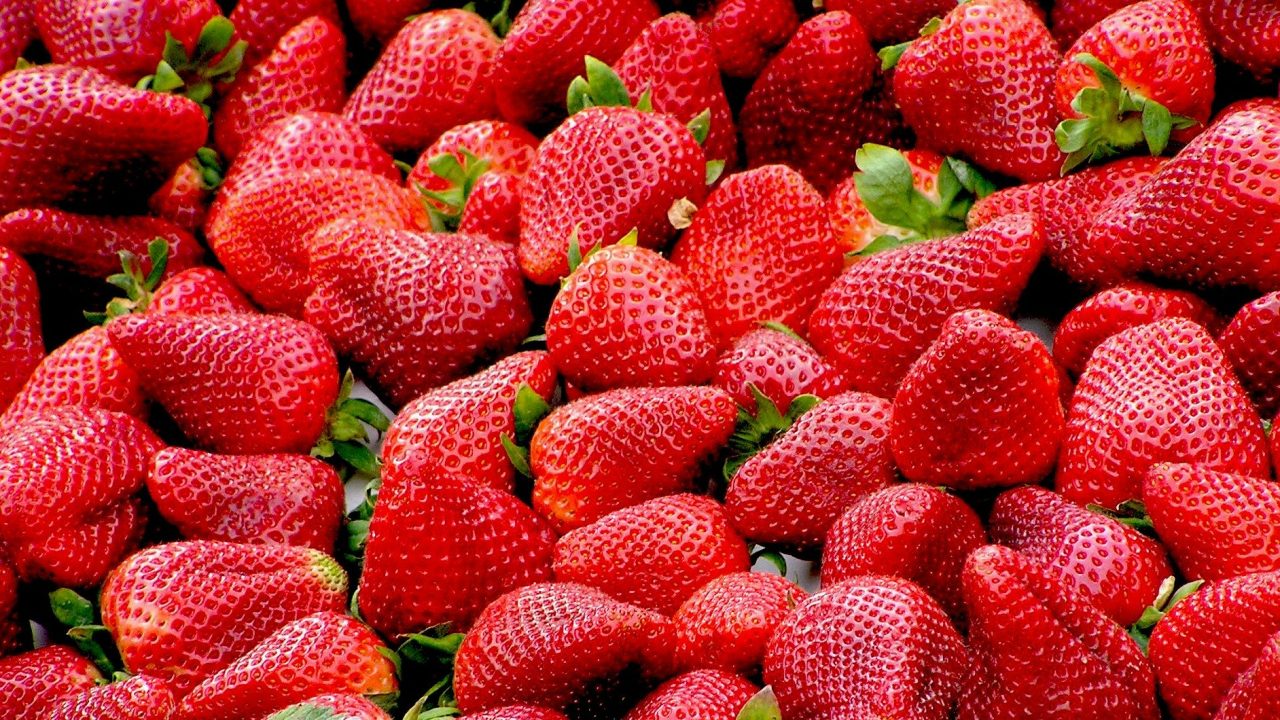Las berries mexicanas buscan nuevos mercados ante retos del T-MEC y Covid-19