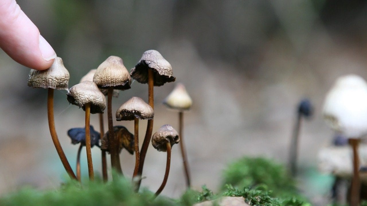 ¿Será la psilocibina de los hongos psicodélicos el nuevo Prozac?