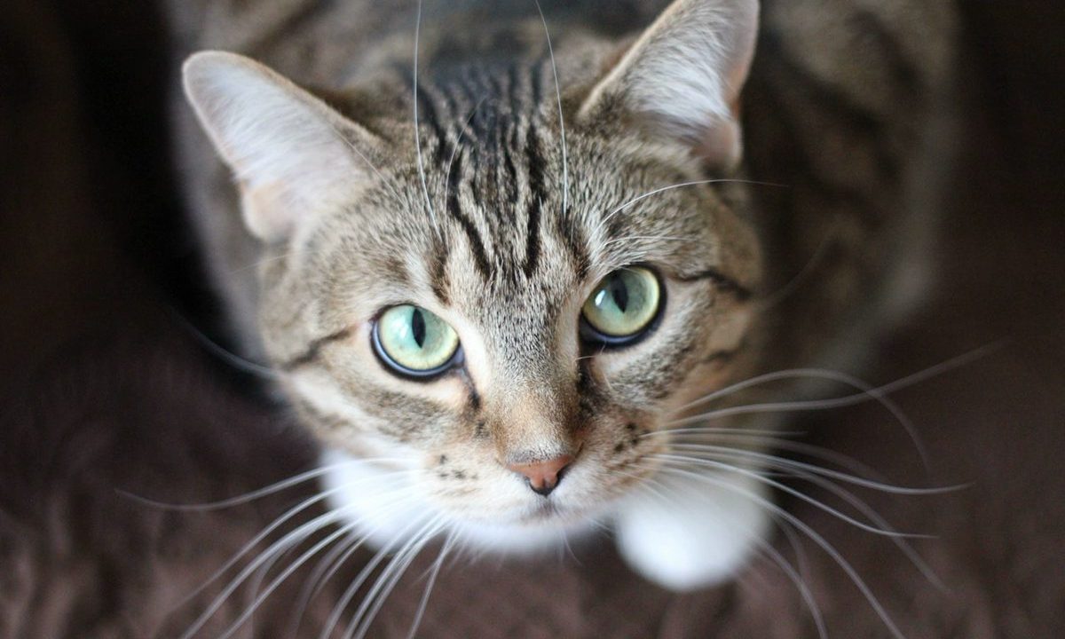 Australia amplía su guerra contra los gatos para salvar especies nativas