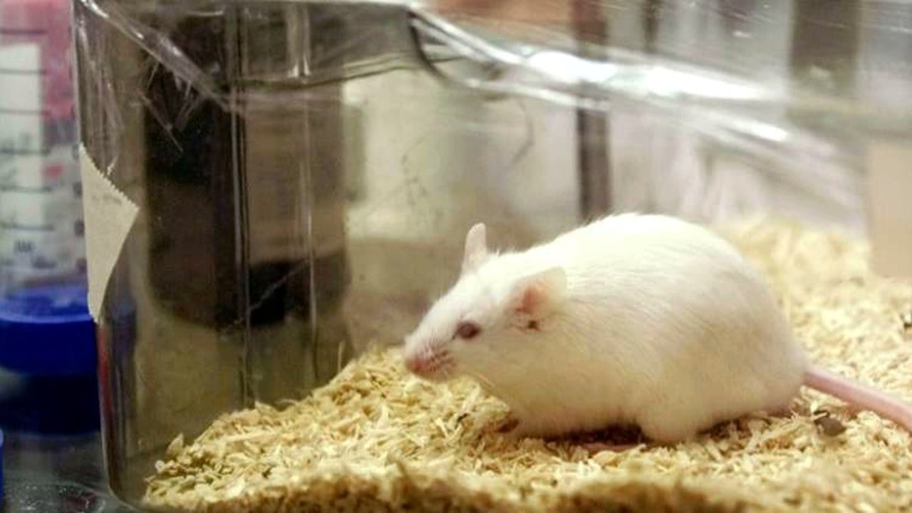 Descubren en ratones un nuevo circuito cerebral embrionario