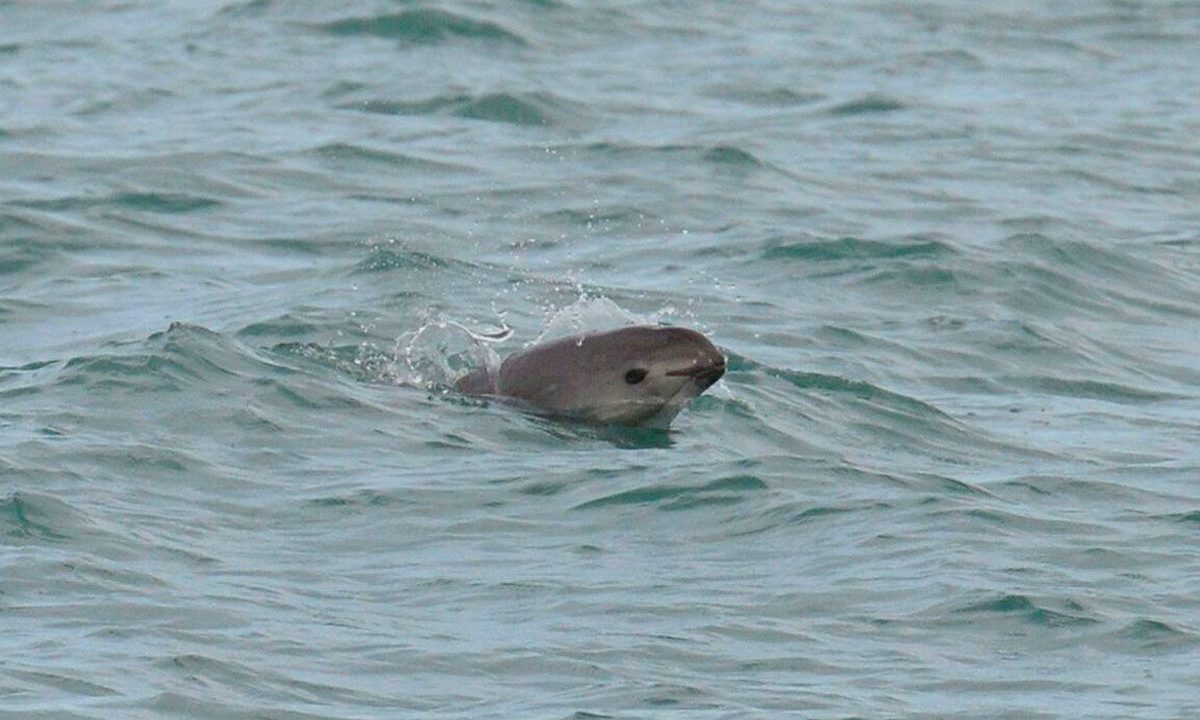 México trabajará con varias ONG para preservar hábitat de vaquita marina