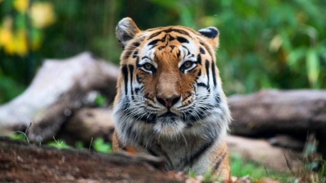 Covid-19 afecta a 5 tigres y 3 leones en zoológico de NY • Actualidad •  Forbes México