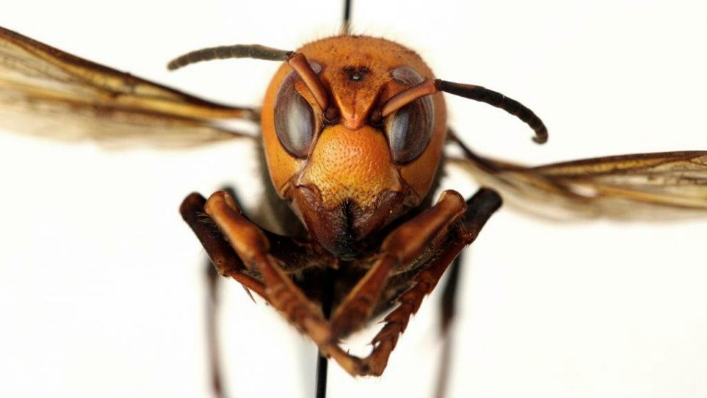 avispon gigante asiatico