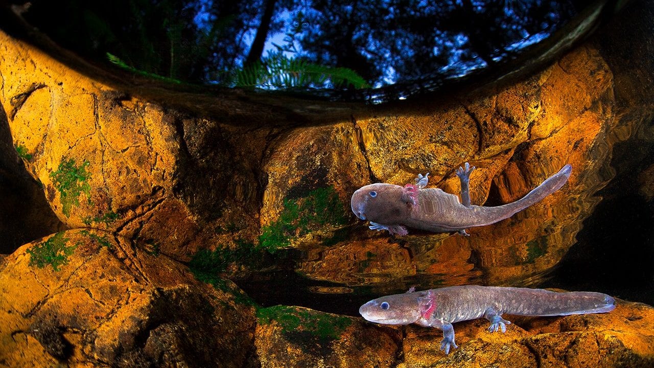 Estas impresionantes fotos ganaron en Big Picture Natural World Photography 2020