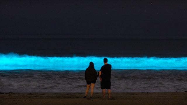 Bioluminiscencia waves glow off Hermosa Beach, California