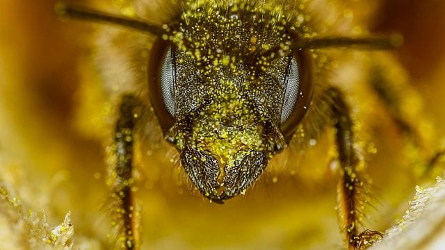 Abejas abeja Red Mason bee (osmia rufa) in nesting tube