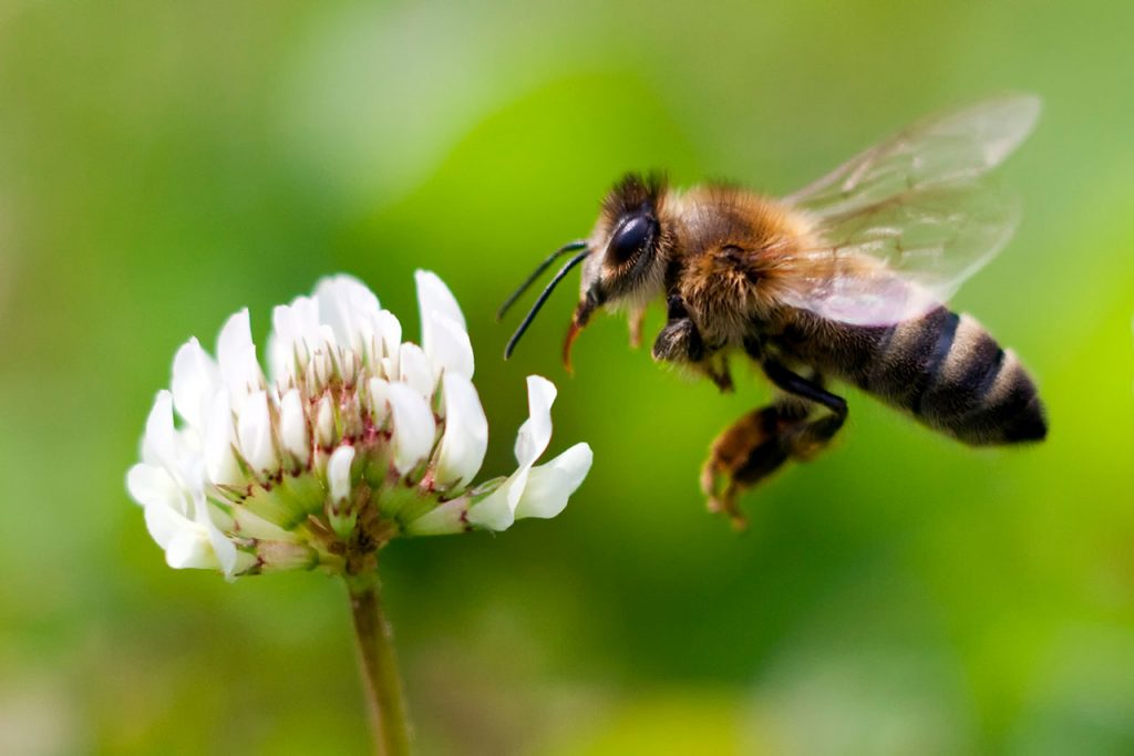 Abeja abejas Honey Bee in Flight