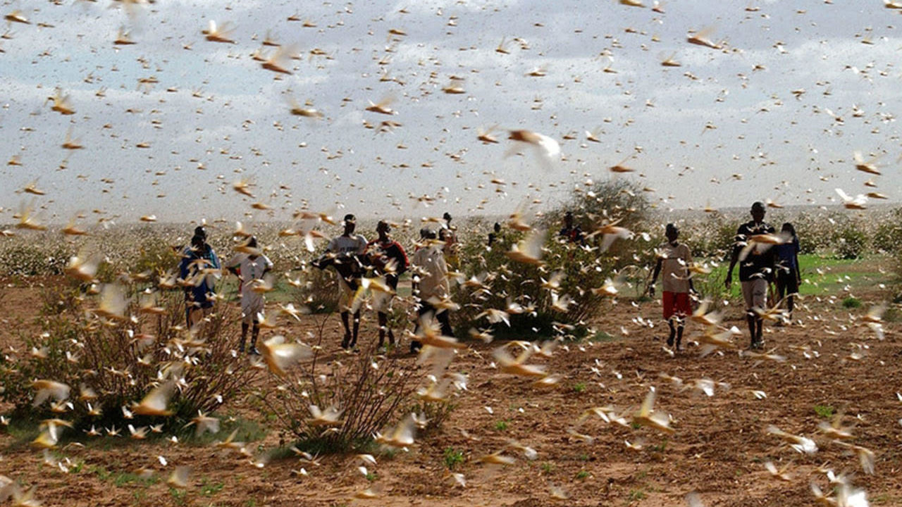 Brote de langosta centroamericana ataca en Nuevo León, reporta Agricultura