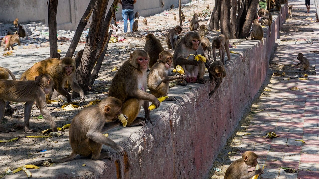 Autoridades confirman muerte de 157 monos aulladores en Tabasco y Chiapas