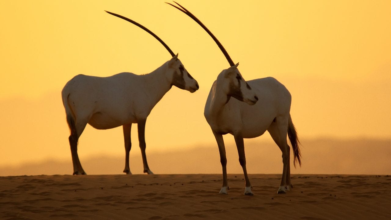 Día Mundial del Medio Ambiente, Emirates reafirma su compromiso ecológico