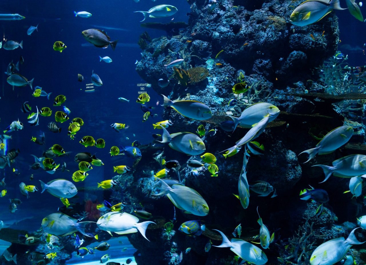 ¿Pueden los bonos azules salvar los océanos?