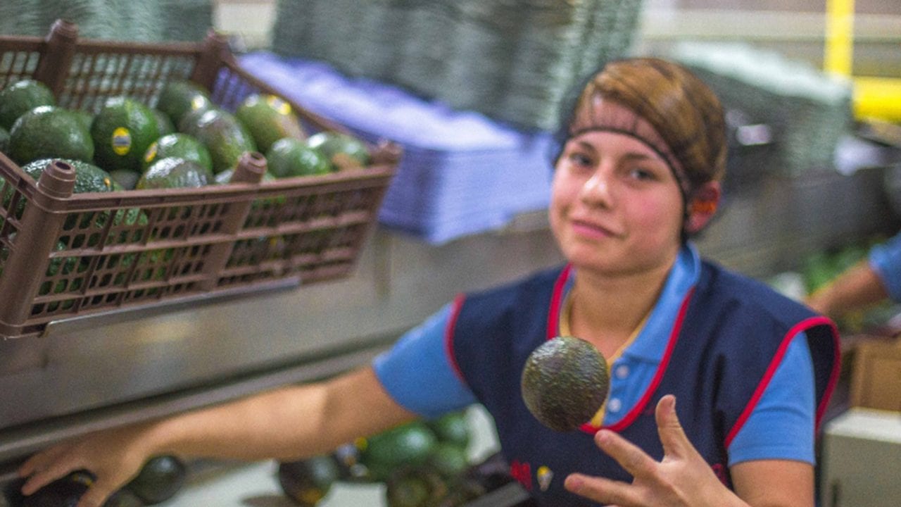 México desarrolla plan de diversificación de mercados agroalimentarios: Sader
