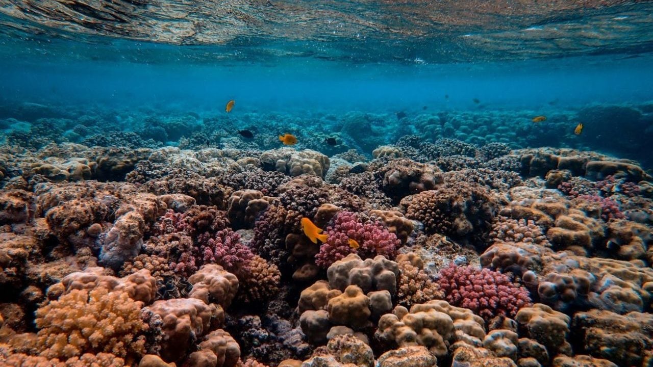 Descubren arrecife de coral sin daños por el calentamiento de los océanos frente a Tahití