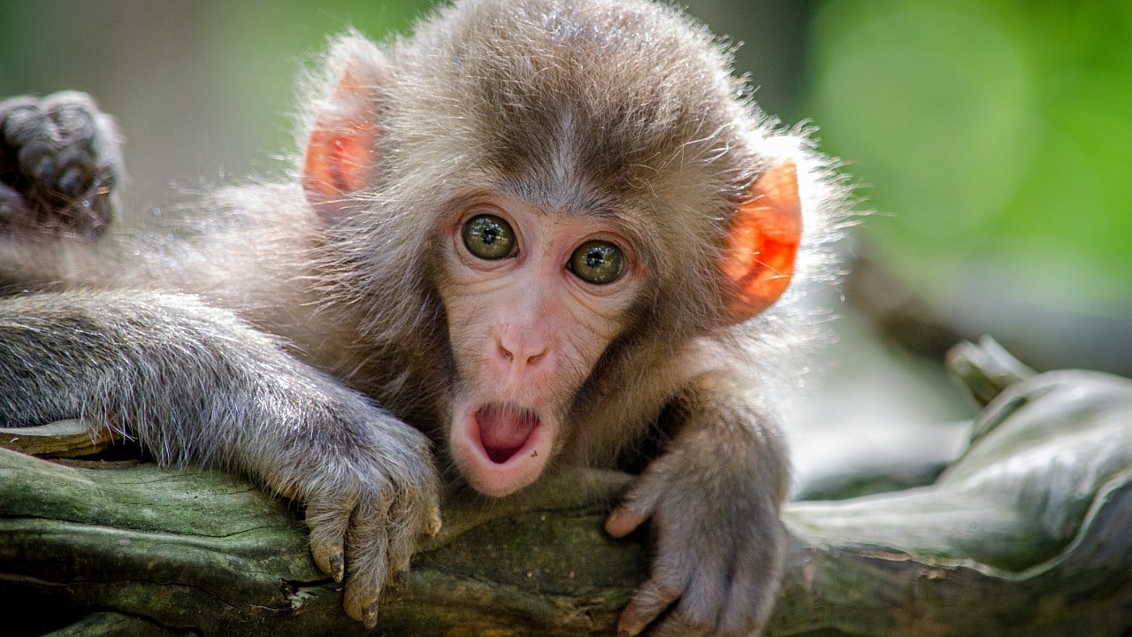 Portugal, España y Reino Unido identifican nuevas infecciones por viruela del mono