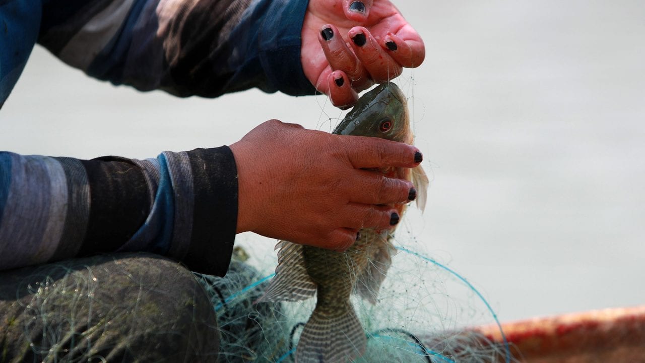 Urgen a desarrollar políticas públicas para regular la pesca en México