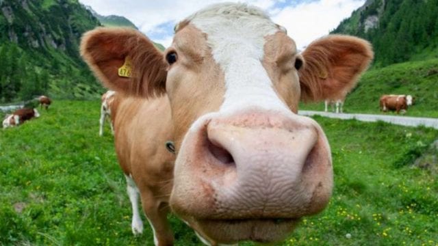 vaca ganado vacuno bovino