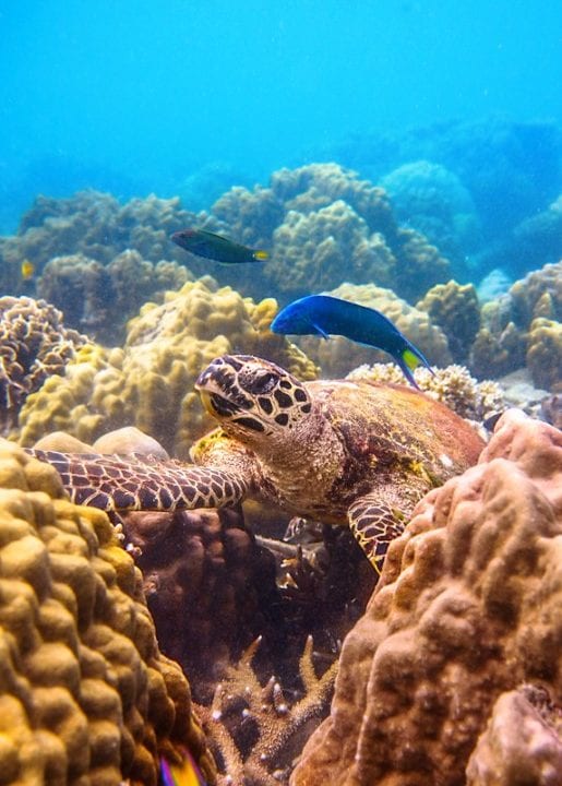 Preocupación ambiental por blanqueo generalizado de corales a nivel mundial