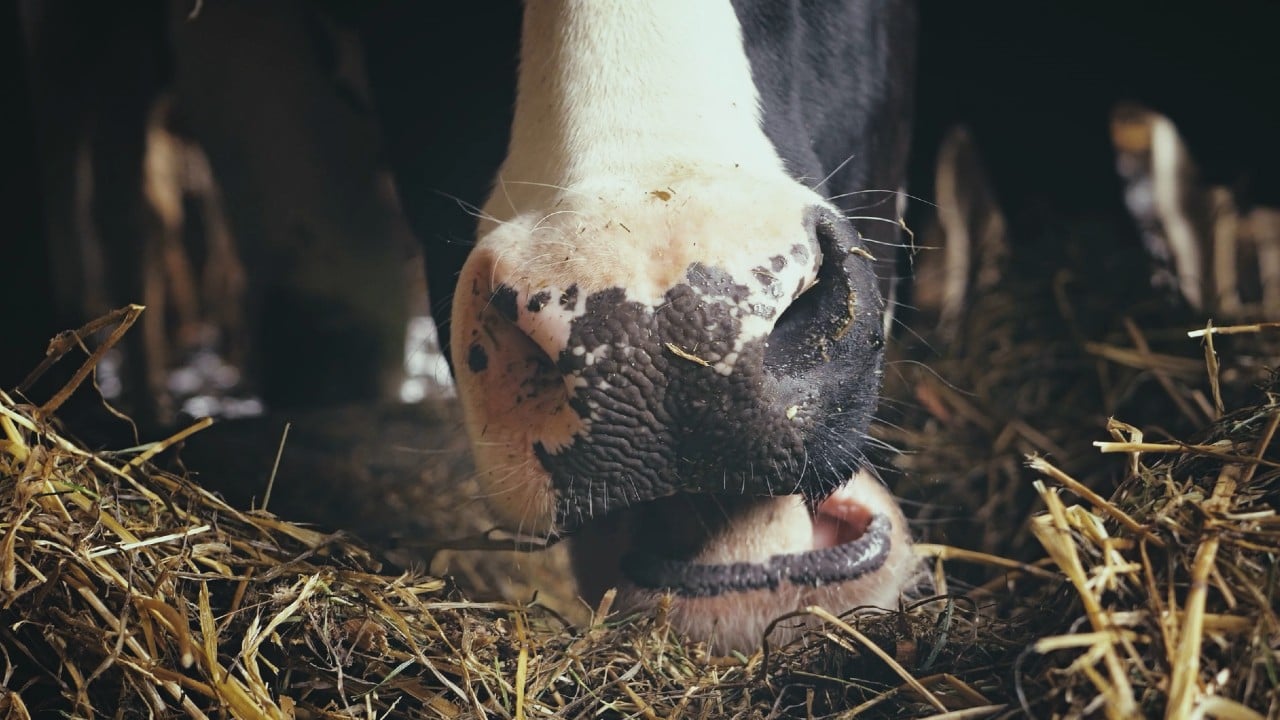 Burger King desarrolla fórmula para reducir emisiones de metano por el ganado