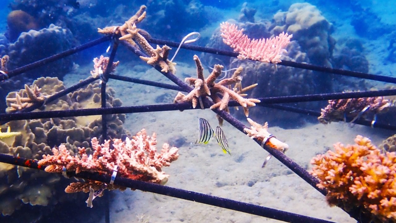Arrecifes de coral del Pacífico oriental podrían sobrevivir hasta 2060