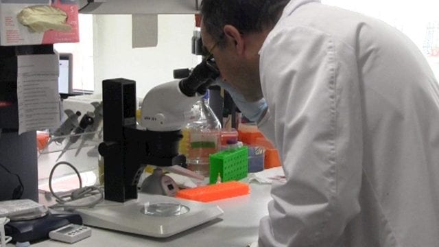 ameba-laboratorio