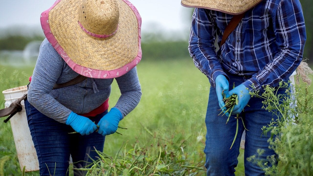 Florida alerta de misteriosas semillas llegadas de China y pide no sembrarlas