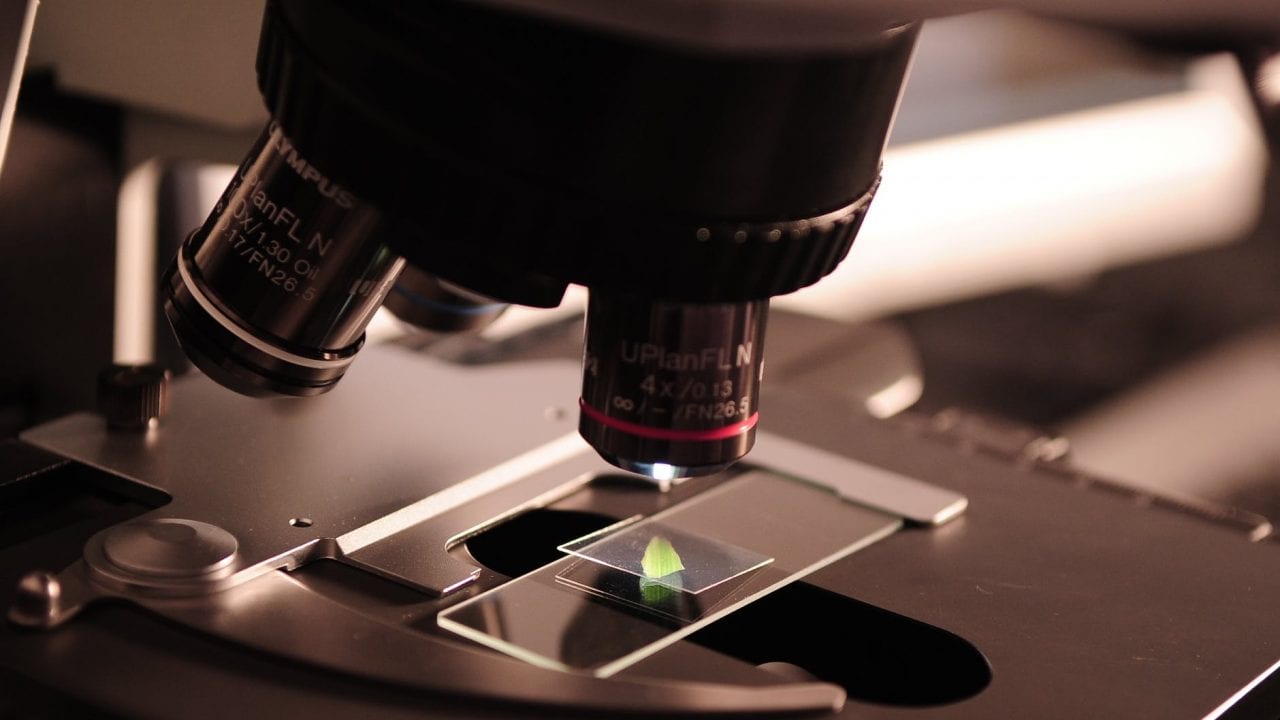 Qué son las células T y cómo combatirían al coronavirus en ausencia de anticuerpos
