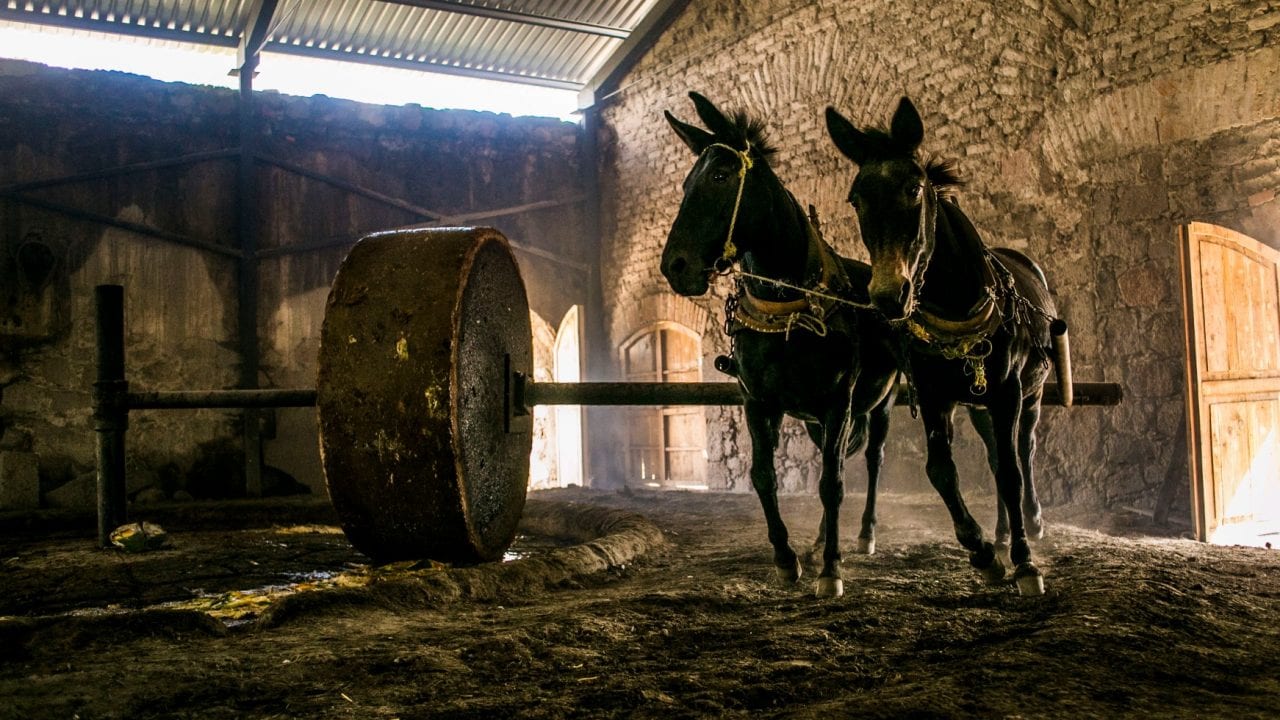 Tres destinos para degustar un excelente mezcal…y no está Oaxaca