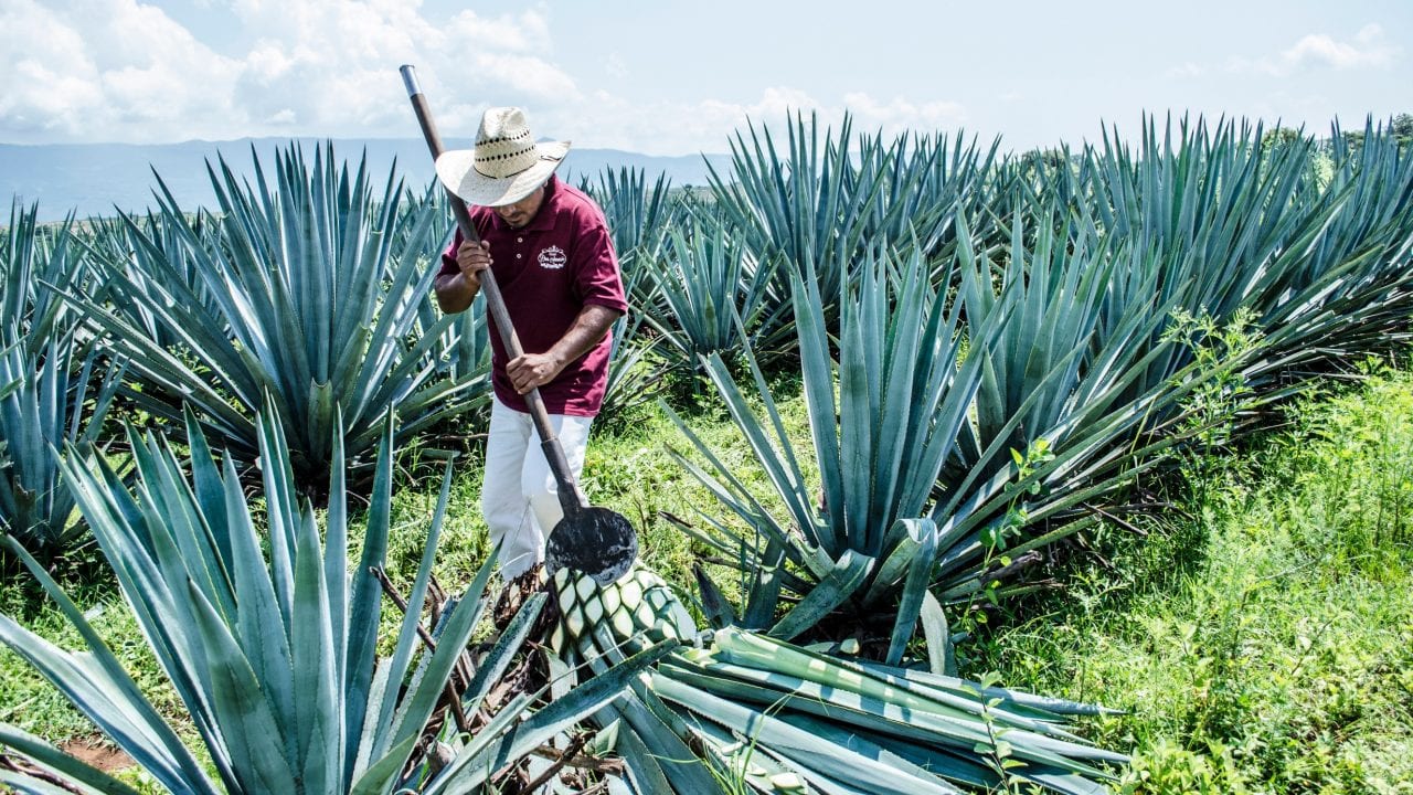El tequila avanza pese a la pandemia y perfila récords al cierre de año