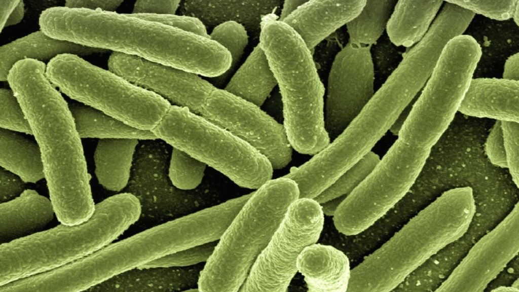 bacterias-escherichia-coli