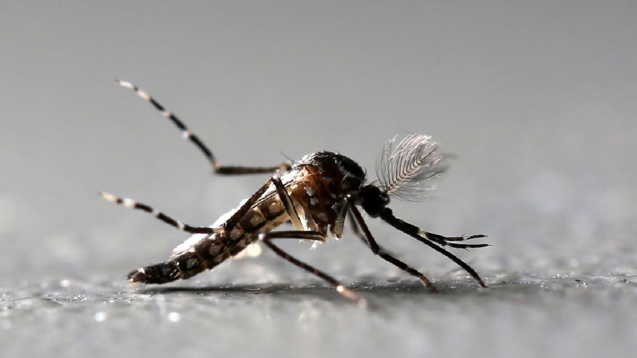 Alertan de mayor riesgo de enfermedades transmitidas por mosquito por el cambio climático