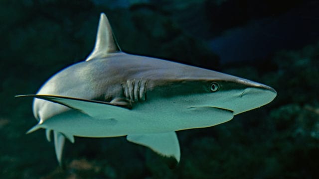 tiburón aparece en costas de Belice