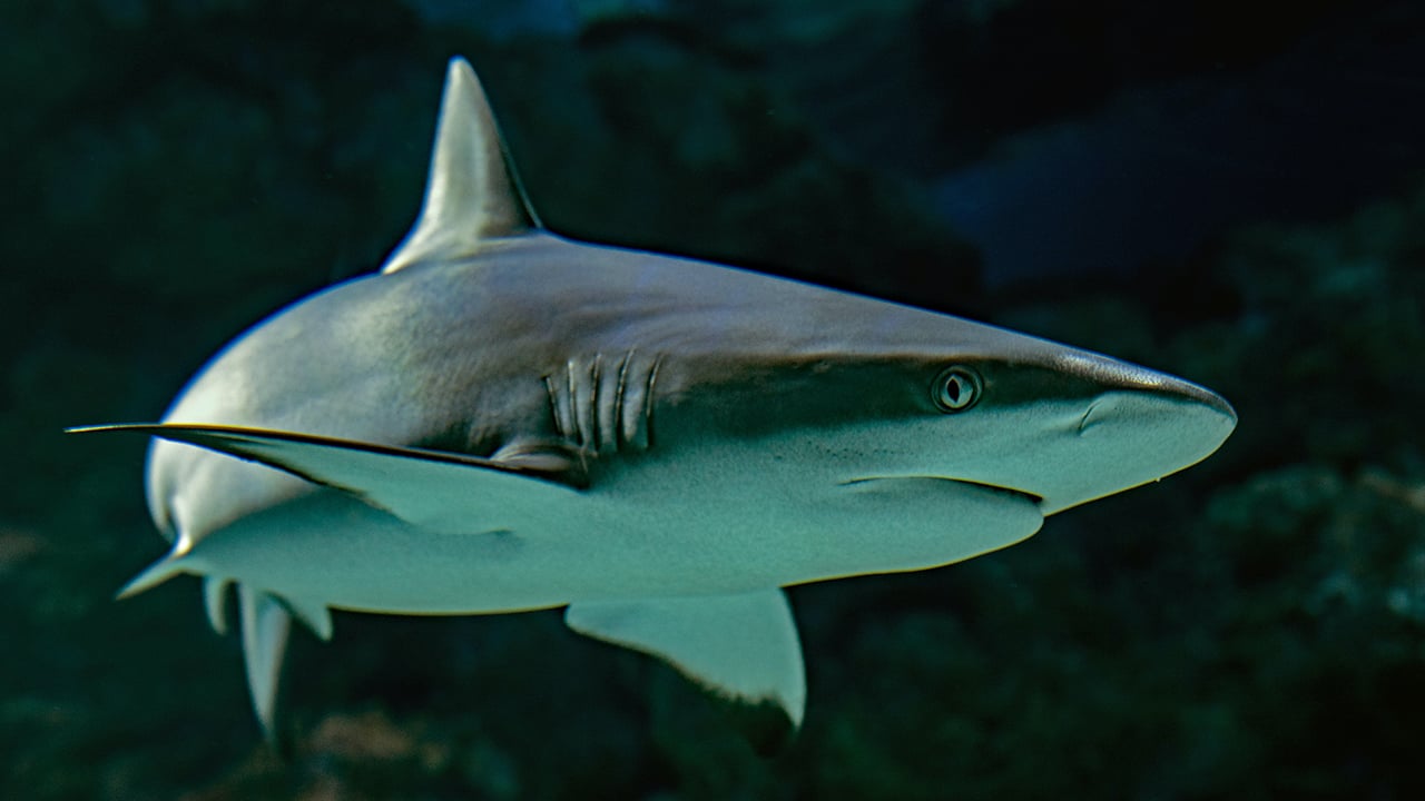 megalodón-tiburón