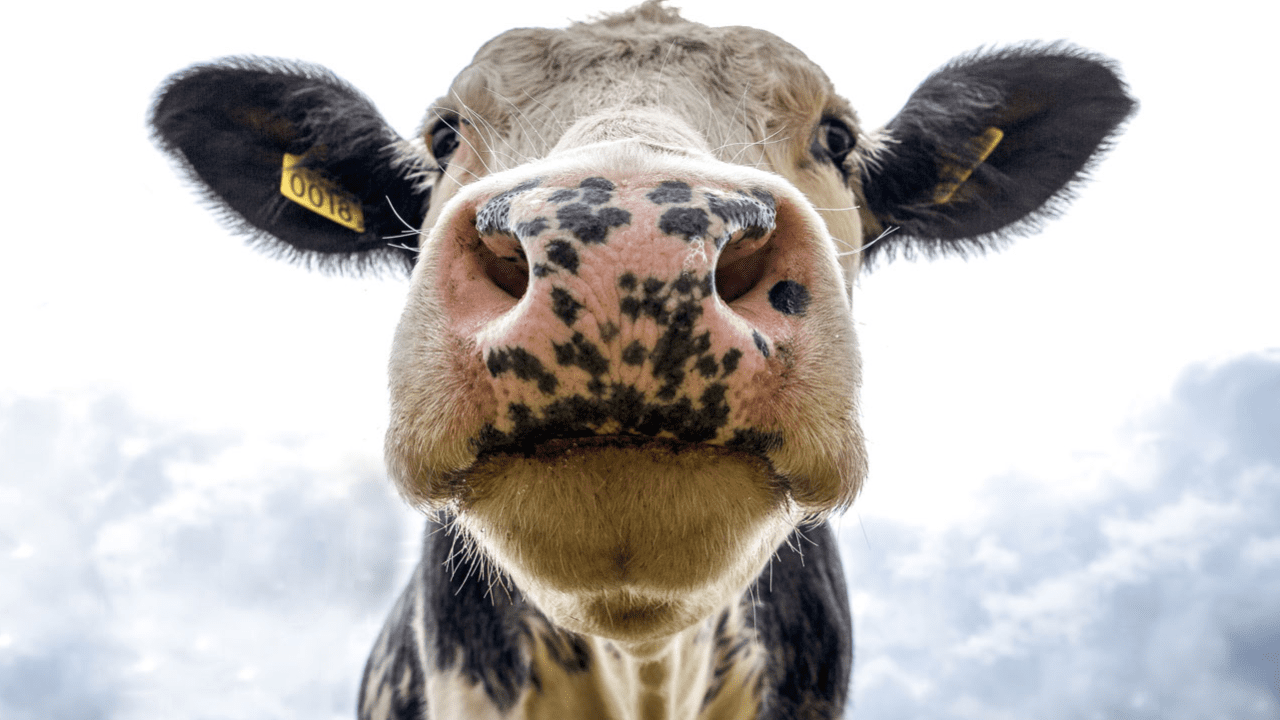 Bienestar animal: subir el precio de la carne no siempre es la solución