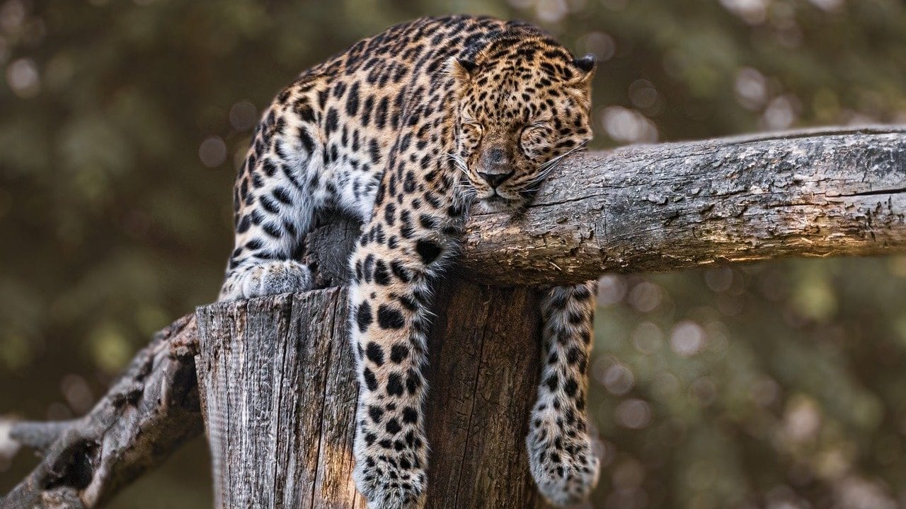Inversiones chinas y el aumento del tráfico de jaguares en América Latina