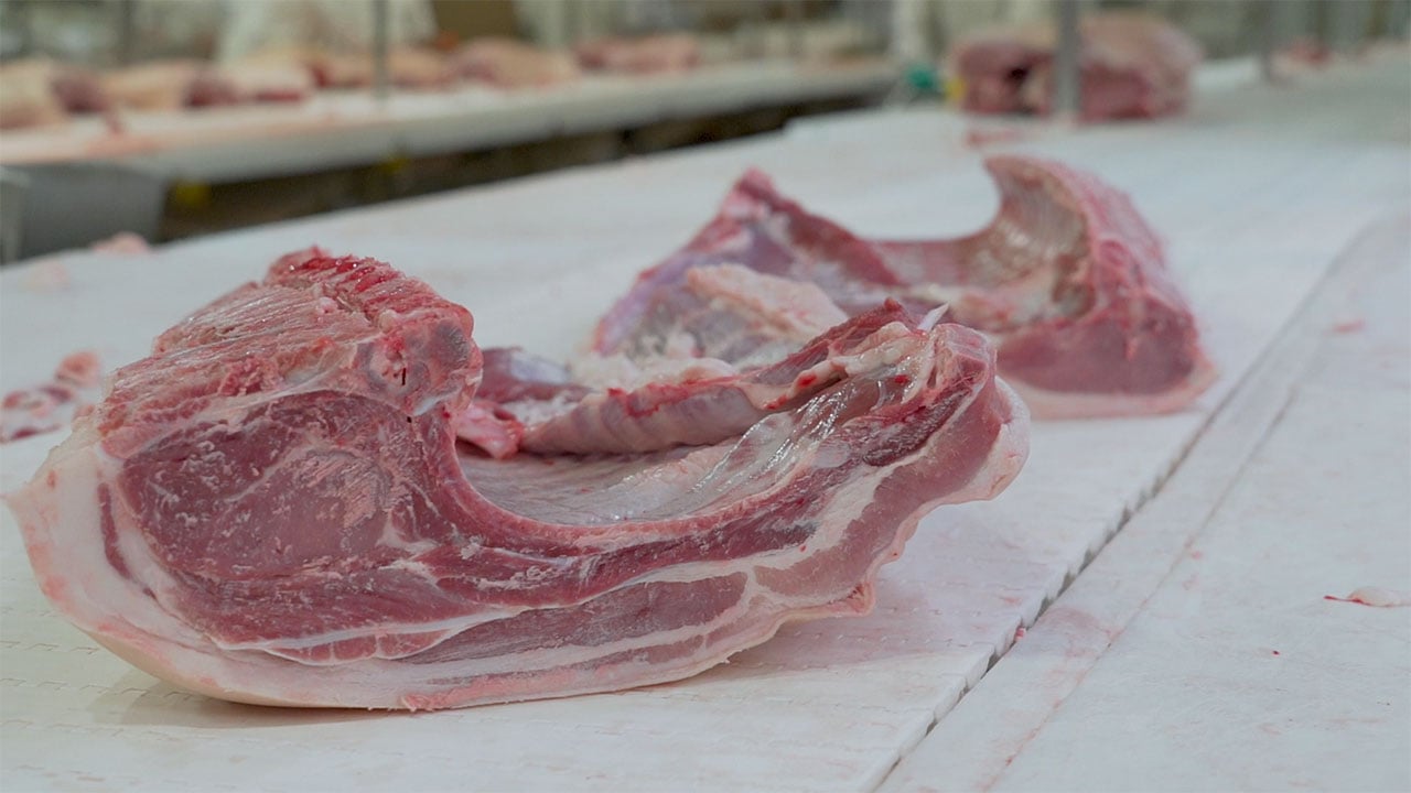 Importación de carne pone al borde la quiebra a 300 porcicultores de Guanajuato