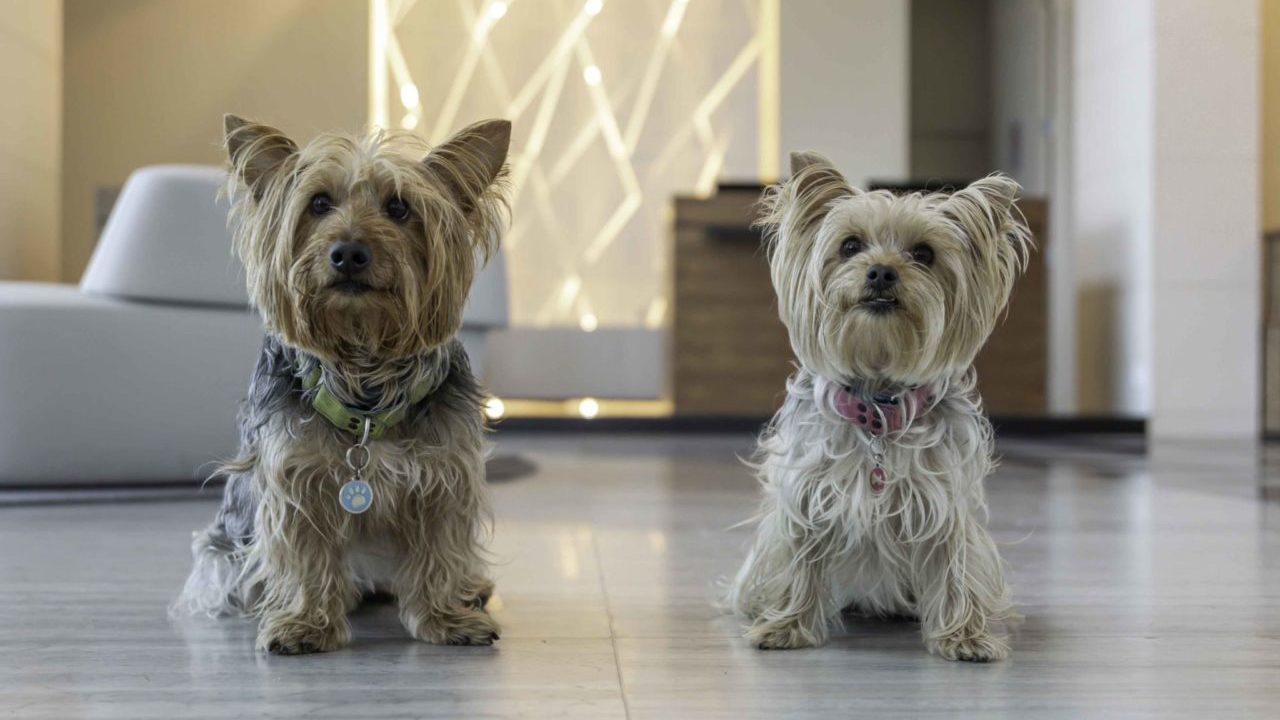 ¡De lujo! Este es el lugar ideal para que tus mascotas vivan exclusivas experiencias