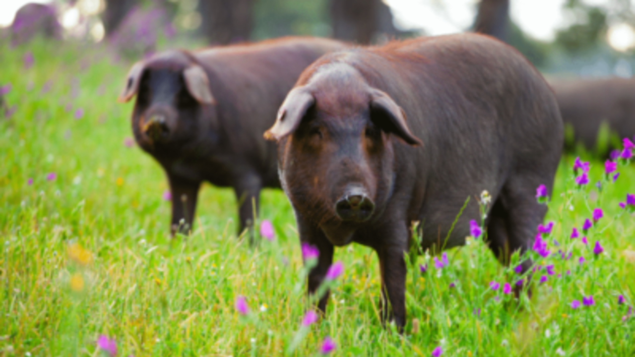 Detectan el primer caso de peste porcina africana en Alemania
