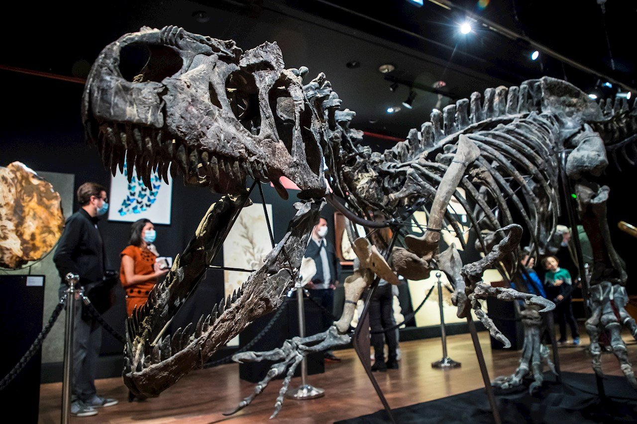 Venden esqueleto de dinosaurio por 3.5 millones de dólares