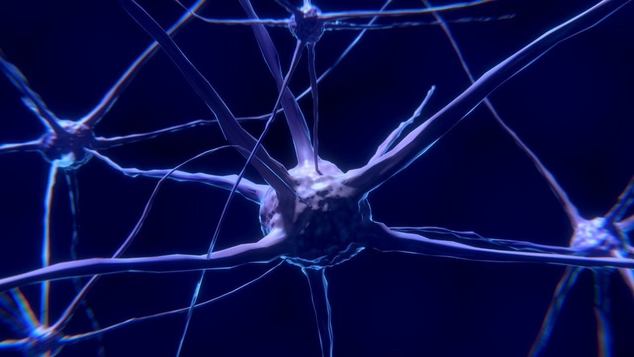Té de ayahuasca usado por chamanes fomenta la formación de nuevas neuronas: estudio