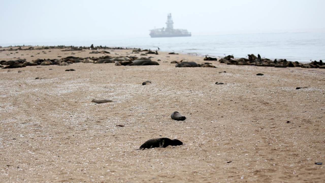 Suman más de 7 mil focas muertas en costa de Namibia