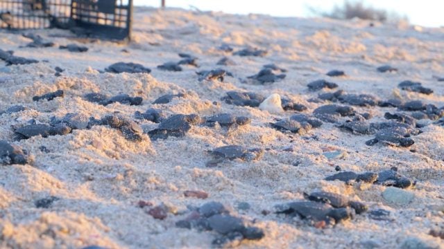 tortugas aumento nivel del mar peligro