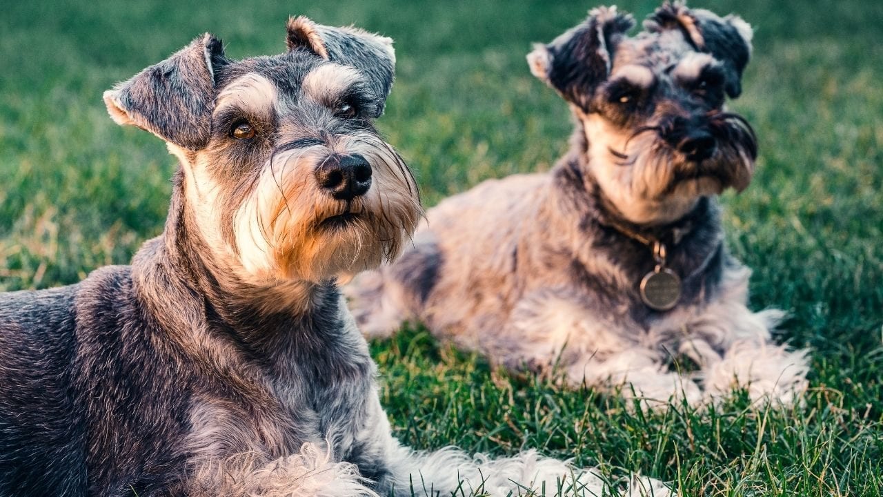 Purina lanza línea de alimento para mascotas con proteína de insectos