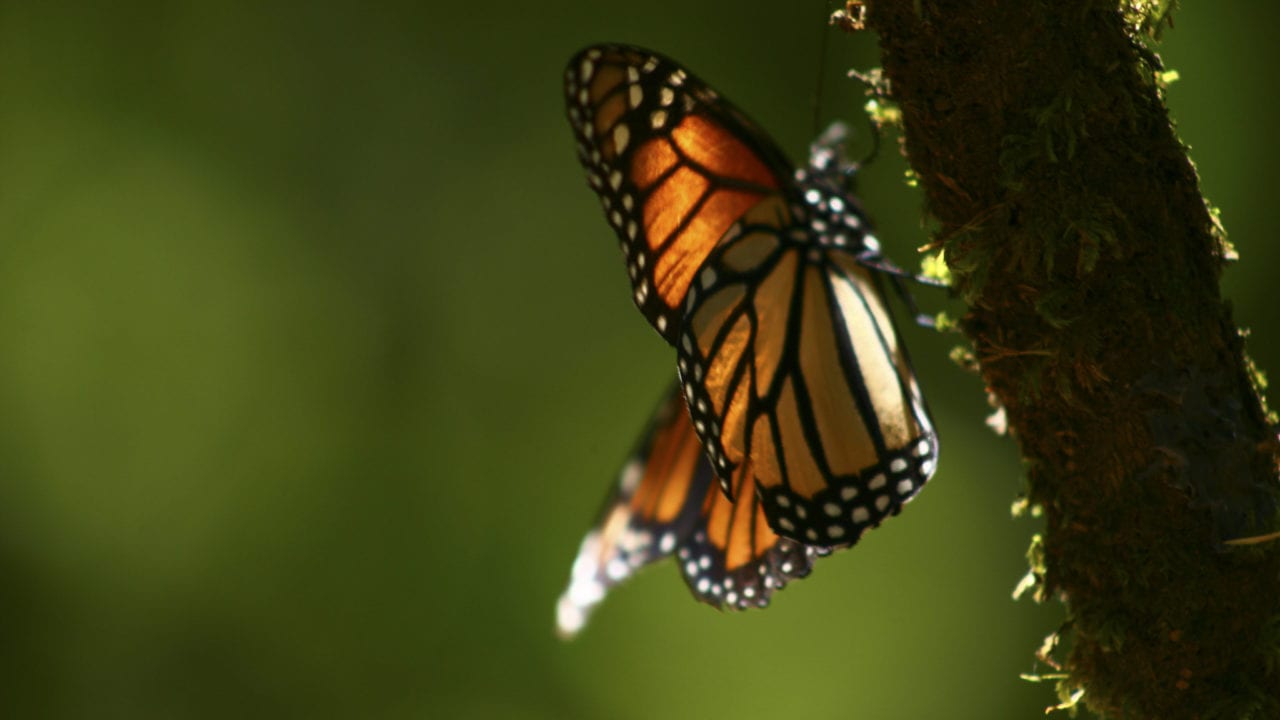 Estos 3 santuarios de la mariposa monarca te están esperando