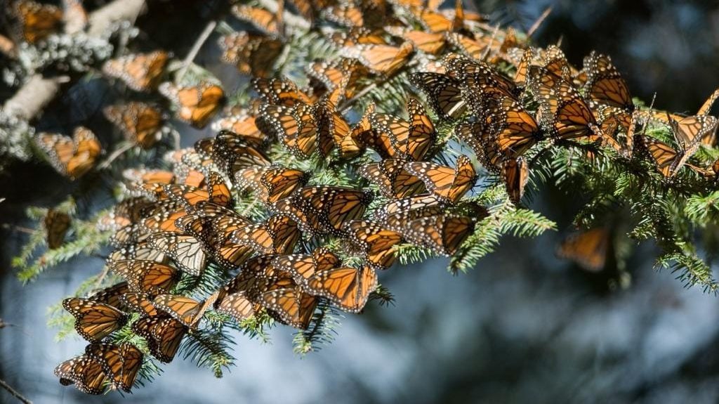 Población de mariposas Monarca disminuye 26% en santuarios de México