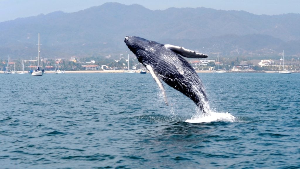 Riviera Nayarit avistamiento de ballenas