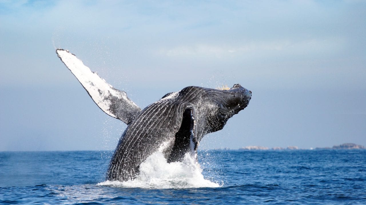 Rusia prohibirá caza de ballenas y delfines; acusa ‘exterminio depredador’
