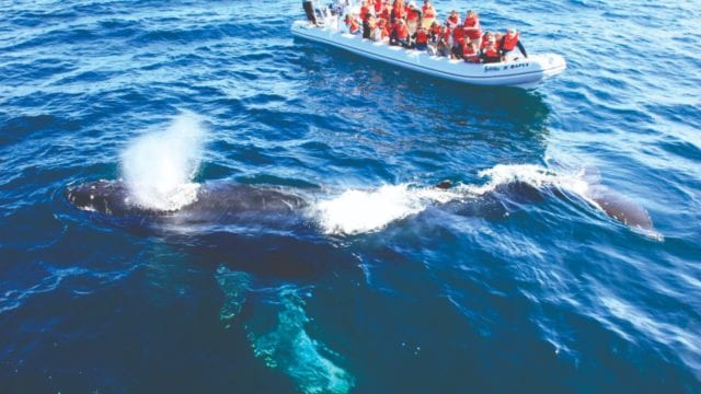 ballenas delfines IA