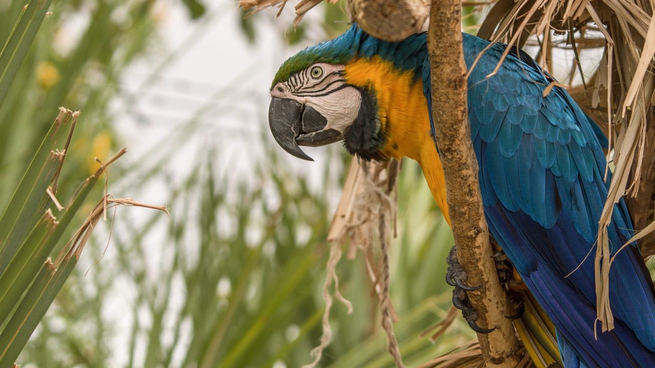 Decomisan en Iztapalapa 15,000 tortugas, lagartijas, guacamayas, tucanes…