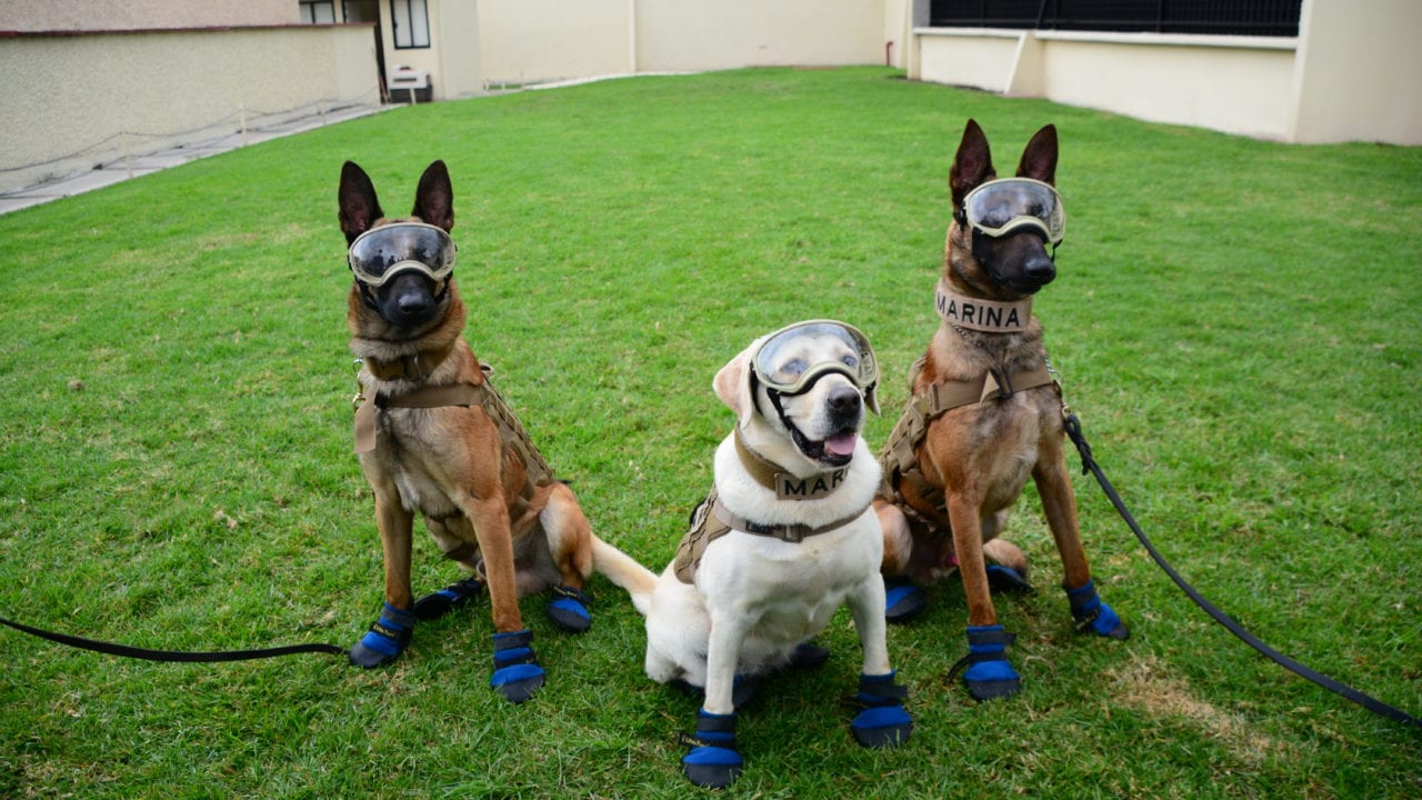 Sólo marinos pueden adoptar perros rescatistas y rastreadores en México