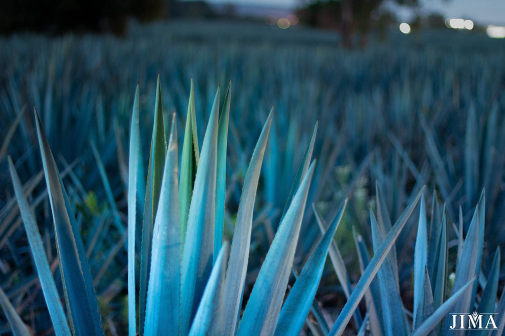 JIMA.MX, tequila, inversión